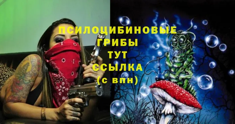 купить   Жердевка  Псилоцибиновые грибы Magic Shrooms 